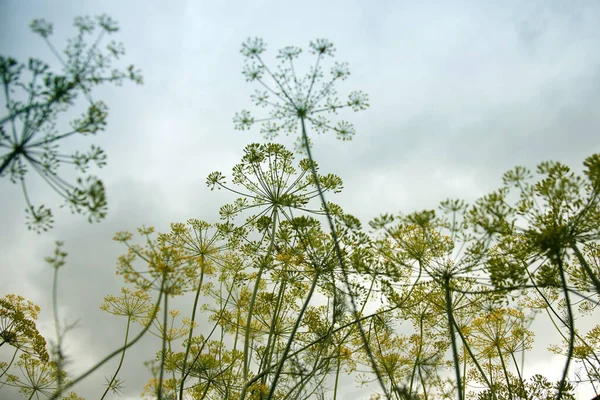 Dill Sky Garden — Stock Photo, Image