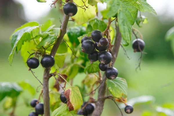 Ribes Nero Sul Cespuglio — Foto Stock