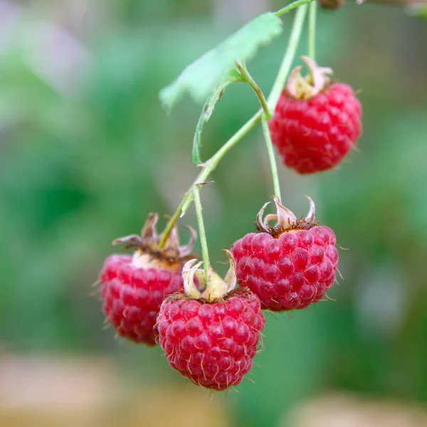 夏天花园里的红色树莓 — 图库照片