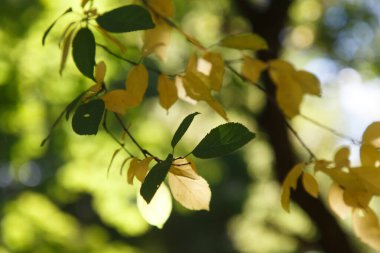 Ormanda sonbahar renkli yapraklar