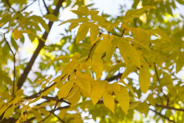 Autumn Colored Leaves Forest — Stock Photo, Image