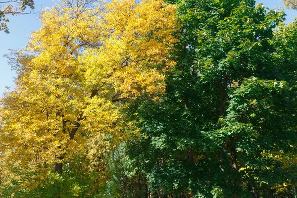 Outono Folhas Coloridas Floresta — Fotografia de Stock