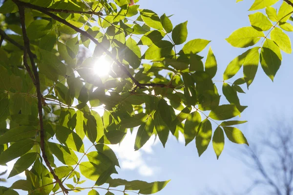 Autumn Colored Leaves Forest Sun — Stock Photo, Image