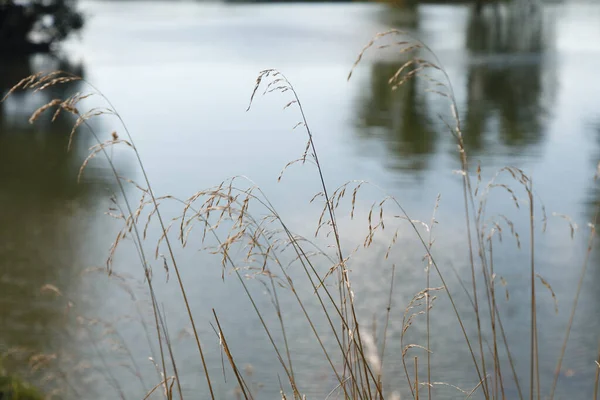 Das Gras Gegen Das Wasser — Stockfoto