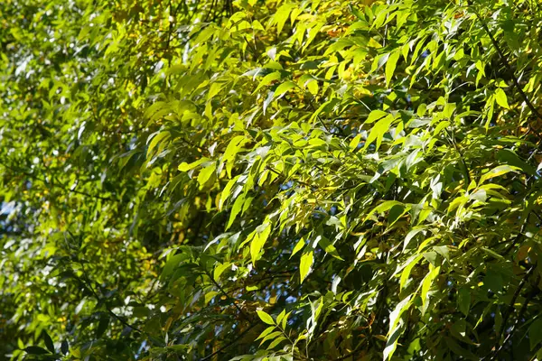 Autumn Colored Leaves Forest — Stock Photo, Image