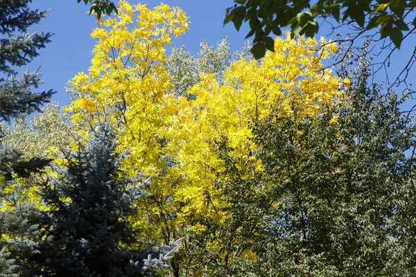 Outono Folhas Coloridas Floresta — Fotografia de Stock