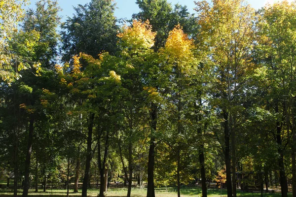 Осенние Цветные Листья Лесу — стоковое фото