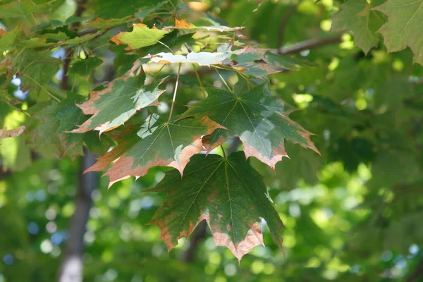 Autumn Colored Leaves Forest — Stock Photo, Image