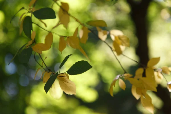 Autumn Colored Leaves Forest — Stock Photo, Image