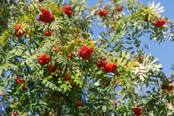 Sonbaharda parkta bir grup Rowan.