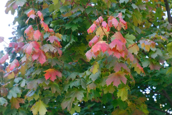 Autumn Colored Leaves Forest — Stock Photo, Image