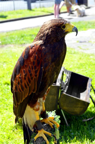 Harris Hawk Latin name Parabuteo unicinctus — Stock Photo, Image