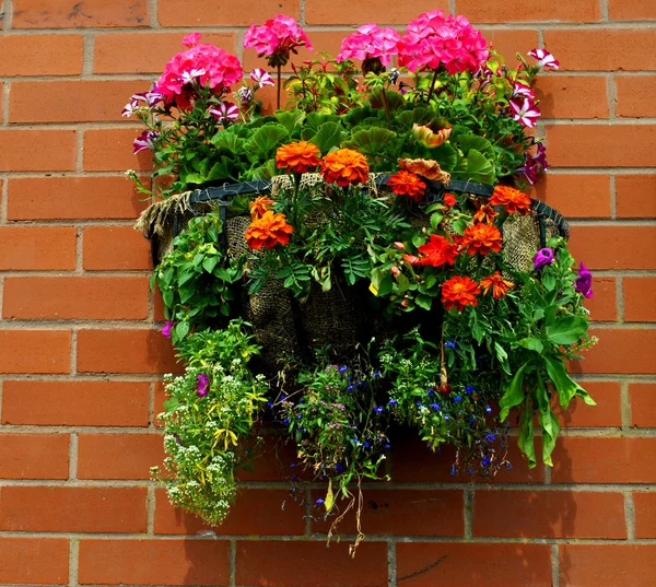 Cesta colgante con plantas de cama — Foto de Stock