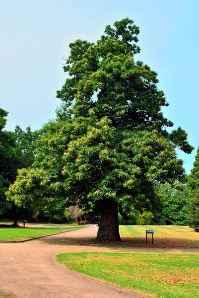 Sweet Chestnut latinska namn castanea sativa — Stockfoto