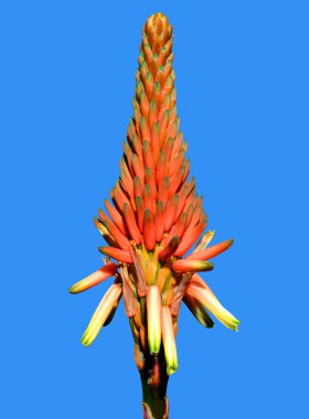Aloe arborescens 'Compton'