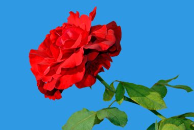 'Don Juan' tek bir kırmızı gül çiçek