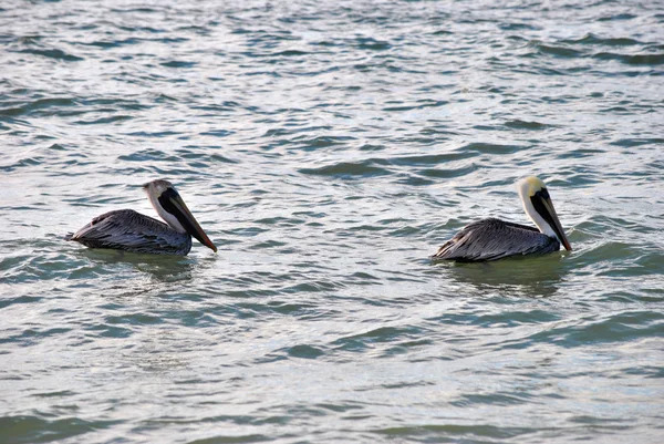 Um par de pelicanos marrons em extinção nome latino Pelecanus occidentalis — Fotografia de Stock