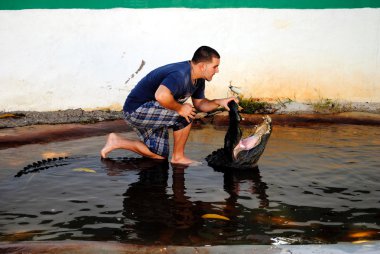 Amerikan timsahı Everglades Ulusal parkta güreş