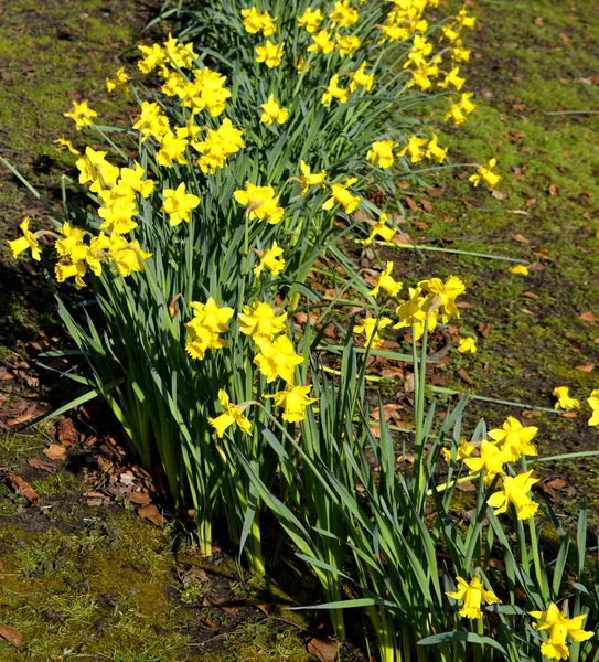 Nergis Latince adı Narcissus Şubat altın — Stok fotoğraf