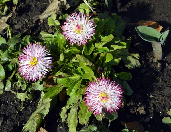Azerbejdżanie Pomponette kwiaty w kwiatowej — Zdjęcie stockowe