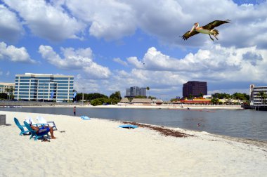 Tourists enjoying the beach on a sunny day with a pelican flying over clipart