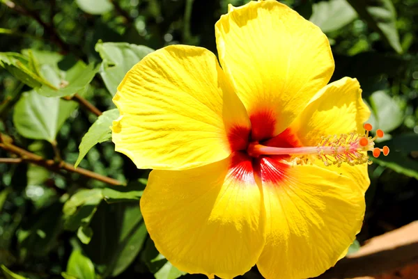 Chinesischer Hibiskus lateinisch hibiscus rosa sinensis blüht im Sommer — Stockfoto