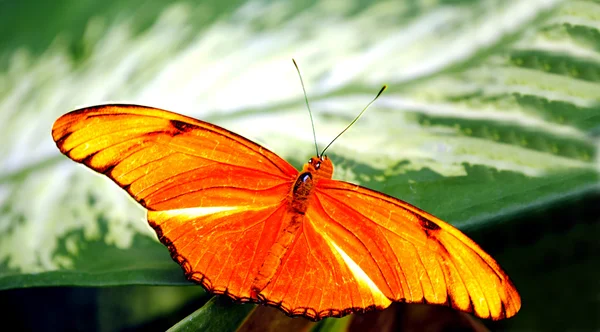 Flambeau butterfly Latin name Dryas iulia — Stock Photo, Image