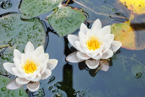 Латаття Латинська назва Nymphaea lutea квіти — стокове фото