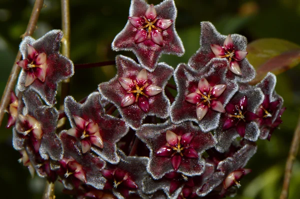 Hoya pubicaly Royal Hawaiian Purple