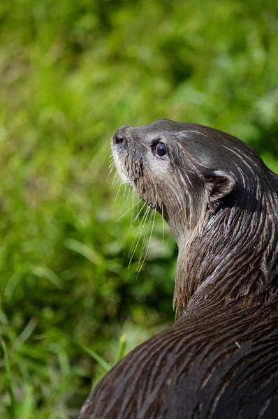 Europese Otter Latijnse naam Lutra lutra — Stockfoto