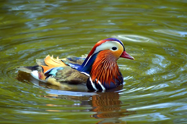 Male mandarin duck Latin name Aix galericulata — Stock Photo, Image