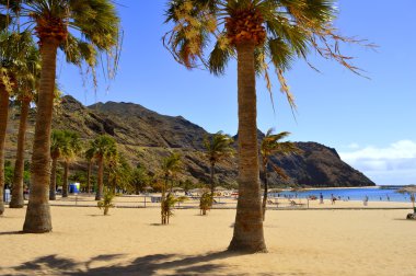 Playa De Las Teresitas plajda palmiye ağaçları