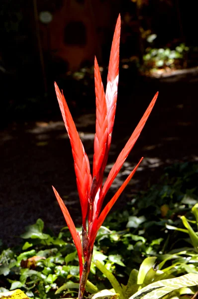 Vriesea glutinosa flowers — Stock Photo, Image