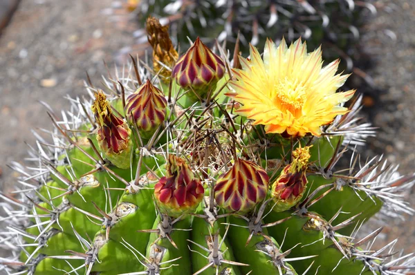 Astrophytum ornatum cactus fleur — Photo