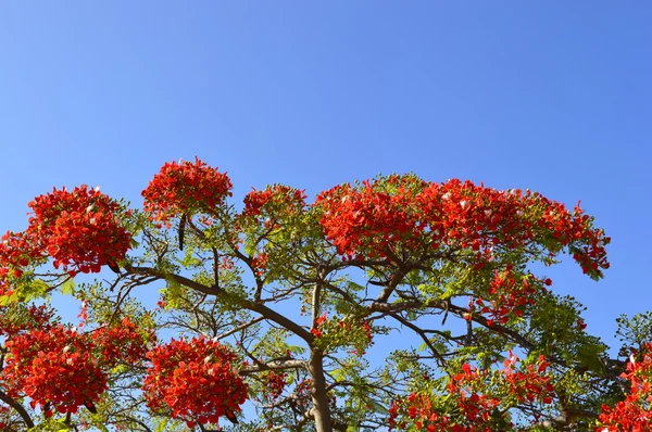 Flame of the forest tree Latin name Delonix regia — Stock Photo, Image