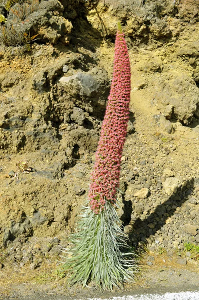 Teide bugloss Latin name Echium wildpretii — Stock Photo, Image