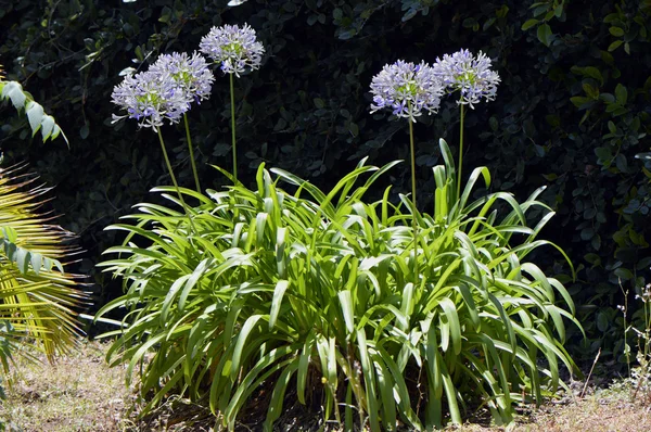 Agapanthus africanus 'Albus' nei Giardini Botanici di Puerto De La Cruz — Foto Stock