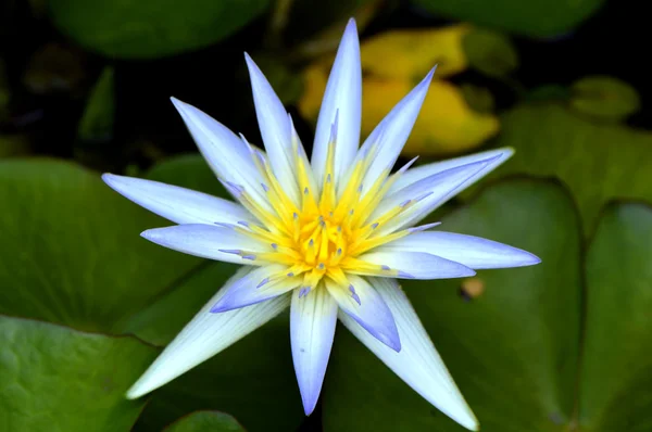 Waterlily Latin name Nymphaea caerulea Blue Lotus of the Nile — Stock Photo, Image