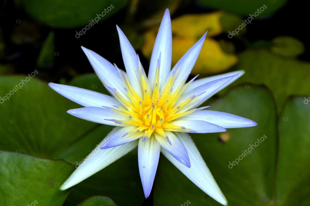 lotus-flower-in-latin-food-ideas