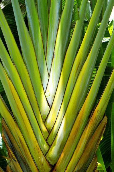 Travelers palm Latin name ravenala madargascariensis 