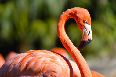 Karayip flamingosunun Latince adı Phoenicopterus ruber