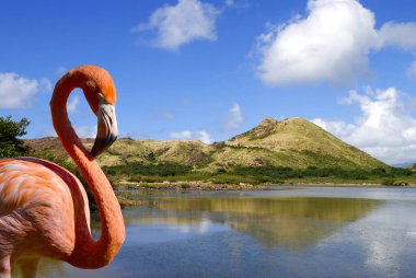 Karayip flamingosu St. Kitts 'teki güney kıyısı gölünde Karayip adasında