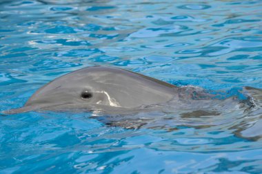 Yüzeyde yüzen şişe burunlu yunus. Latince adı Tursiops truncatus.
