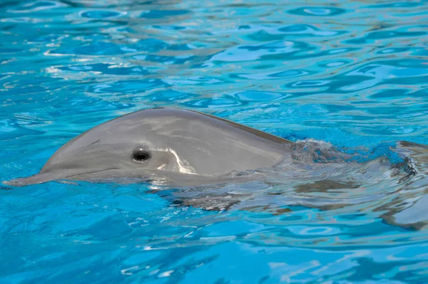 在海面上游泳的瓶鼻海豚拉丁文名字Tursiops Truncatus — 图库照片