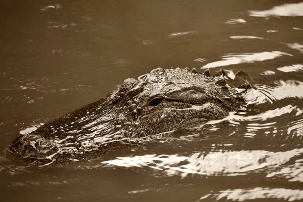 Alligator Nombre Latino Alligator Mississippiensis — Foto de Stock