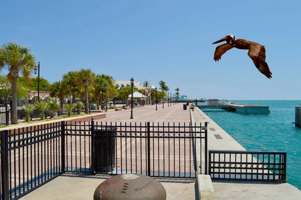 Pelícano Marrón Volando Sobre Key West Marina Punto Más Meridional —  Fotos de Stock