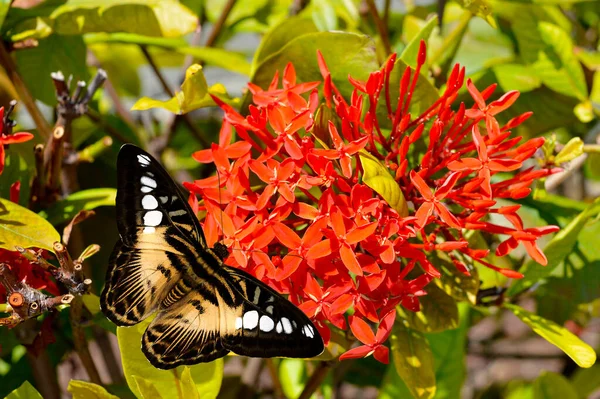Danaus Genutia Butterfly Egyptian Star Cluster Flowers Latin Name Pentas — Stock Photo, Image