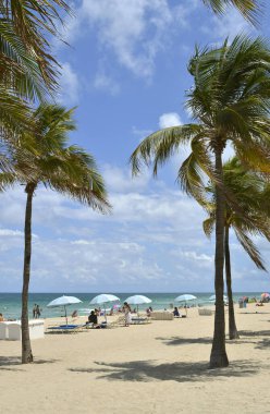Fort Lauderdale Sahili 'nde palmiye ağaçları
