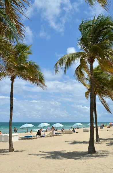 Palmbomen Fort Lauderdale Beach — Stockfoto