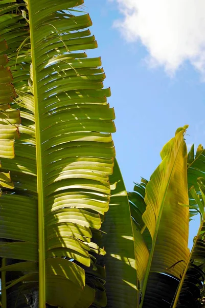 Resenärer Palm Latinskt Namn Ravenala Madagascariensis Royaltyfria Stockbilder